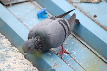 Fototapeta premium Pigeon sitting on roof top searching for food