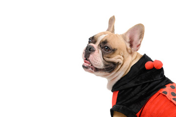 Adorable French Bulldog wearing a cute and funny Ladybug costume isolated