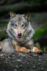 Naklejka na ściany i meble Gray wolf, Canis lupus, in the summer light, in the forest