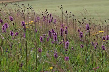 Blumenwiese mit Heil-Ziest (Betonica officinalis) auf der Wasserkuppe im Juli