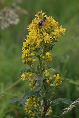Gewöhnliche Goldrute (Solidago virgaurea) mit Schwebfliege