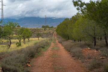 walking among trees and vegetation