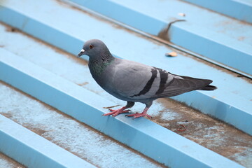 Pigeon sitting on roof top searching for food