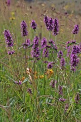 Obraz premium Blumenwiese mit Heil-Ziest (Betonica officinalis) auf der Wasserkuppe im Juli