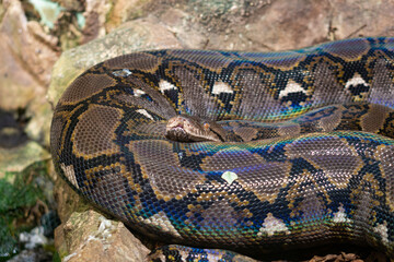 Obraz premium dangerous snake looking to the camera