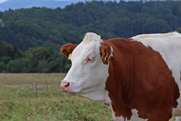 Fototapeta na wymiar Rotbunte Kuh auf der Weide im Sommer