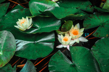 Blooming lotus water lily flower close up floating as botanical floral wallpaper background