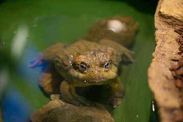 big green frog looking to the camera