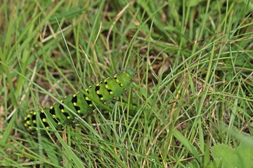 Raupe des Kleinen Nachtpfauenauges (Saturnia pavonia)