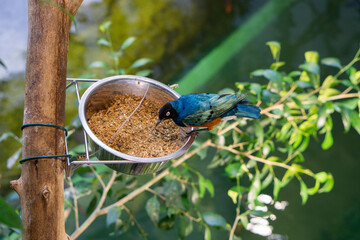 colorful bird eating something from a bowl