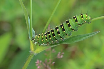 Raupe des Kleinen Nachtpfauenauges (Saturnia pavonia)