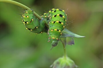 Raupe des Kleinen Nachtpfauenauges (Saturnia pavonia)