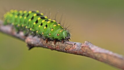 Raupe des Kleinen Nachtpfauenauges (Saturnia pavonia)