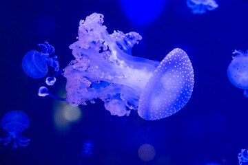 glowing jellyfish swimming in the water