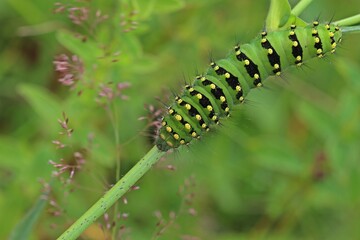 Raupe des Kleinen Nachtpfauenauges (Saturnia pavonia)