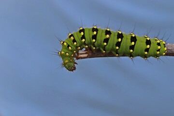 Raupe des Kleinen Nachtpfauenauges (Saturnia pavonia)