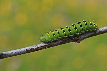 Raupe des Kleinen Nachtpfauenauges (Saturnia pavonia)