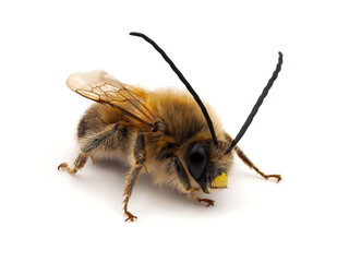 Long-horned bee , Eucera sp. isolated on white background