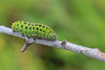 Raupe des Kleinen Nachtpfauenauges (Saturnia pavonia)
