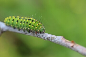 Raupe des Kleinen Nachtpfauenauges (Saturnia pavonia)