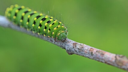 Raupe des Kleinen Nachtpfauenauges (Saturnia pavonia)