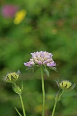 Acker-Witwenblume (Knautia arvensis)