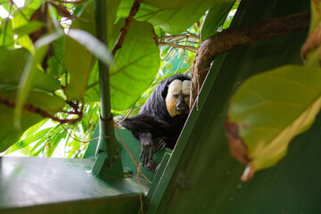 curious monkey hiding between leaves