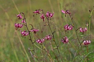 Obraz premium Türkenbund (Lilium martagon)