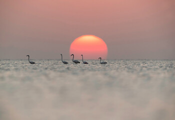 Greater Flamingos and beautiful sunrise, Asker coast, Bahrain
