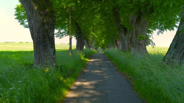 Kurf&uuml;rstenallee near Marktoberdorf, Allg&auml;u, Bavaria, Germany