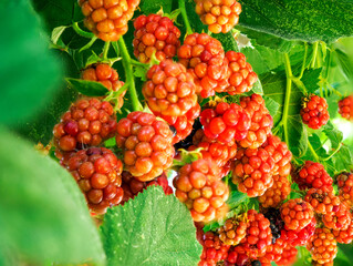 Organic ripe blackberies on the bush