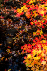 Fototapeta na wymiar Autumn Colors & Stream on Duck Brook Road, Acadia National Park