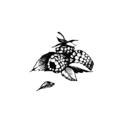 Raspberry berry. The illustration is hand-drawn. Vector