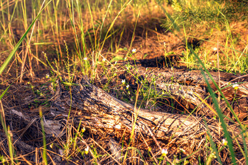 Beautiful wildflowers in the sunset light in the forest