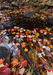 Autumn Colors & Stream on Duck Brook Road, Acadia National Park