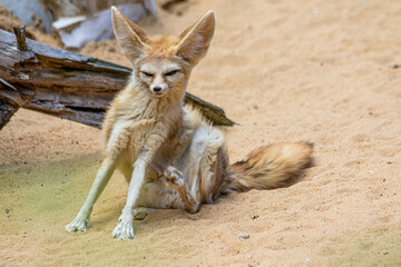Wüstenfuchs, Fennek