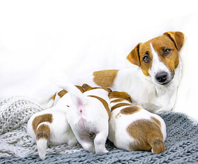 feeding tired dog Jack Russell Terrier falls asleep while feeding his puppies on a knitted blanket