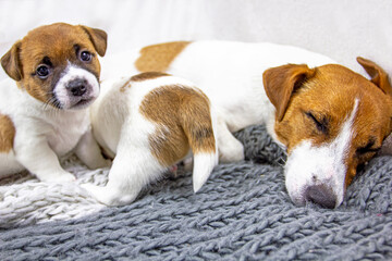 cute jack russell terrier puppy sitting near his sleeping mom, home comfort