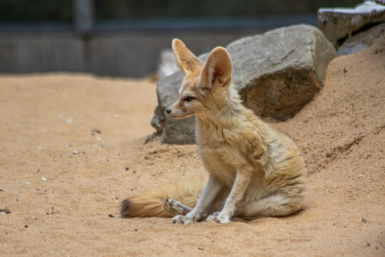 Fennek, Wüstenfuchs