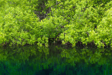 Green branches in water, reflection. Summer landscape