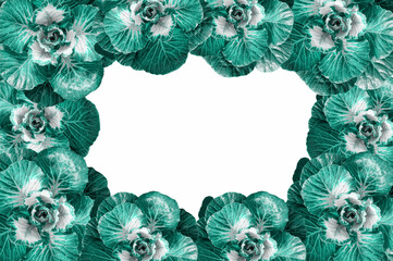 Decorative ornament cabbage frame border on white background