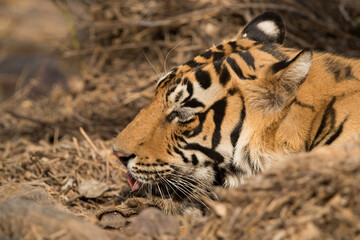 Tiger cub portrait, Ranthambore Tiger Reserve