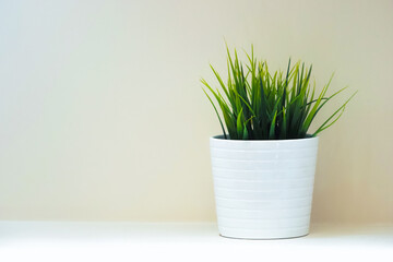 Green plant in a white pot on a light background