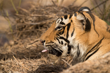 Potrait od Tiger cub, Ranthambore Tiger Reserve