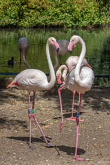 Flamingos in Zoo