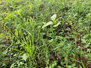 Weed growing in the grass