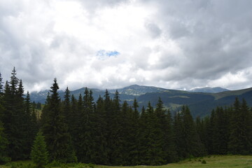 Fototapeta na wymiar forest in the mountains
