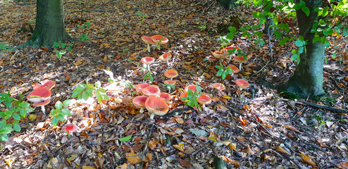 Bunch of mushrooms in the forest