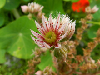 red and yellow flower