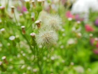 dandelion in the grass